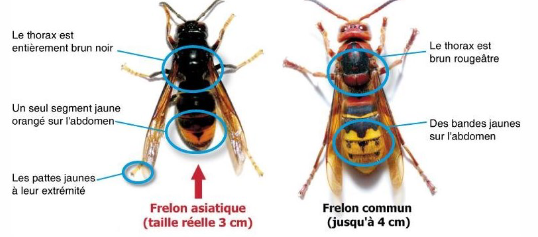 Frelon asiatique - comment le reconnaitre